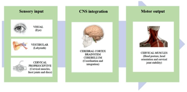 La cervicalgia aguda es dolor localizado en la zona cervical. Resumen basado en la evidencia más actualizada para tratar esta lesión