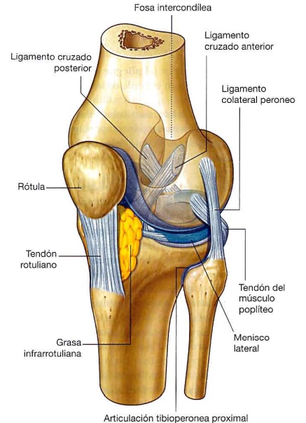 La fibrosis de la grasa de Hoffa es una condición que puede causar dolor y limitaciones significativas en la cara anterior de la rodilla La fibrosis de la grasa de Hoffa es una condición que puede causar dolor y limitaciones significativas en la cara anterior de la rodilla