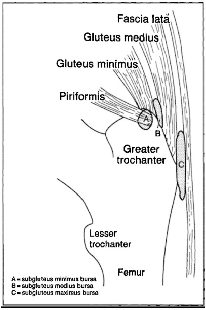 Anatomía de la cara lateral de la cadera