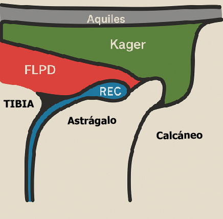 Esquema anatomico ecografia tobillo posterior
