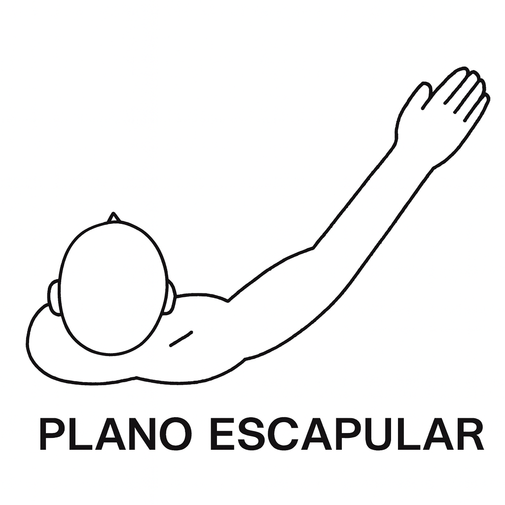Imagen que muestra cuál es el plano escapular que deben seguir los ejercicios para una tendinopatía del supraespinoso dolorosa y aguda El plano escapular que deben seguir los ejercicios para una tendinopatía del supraespinoso dolorosa y aguda. 45º-60º de abducción.