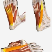 abd del hallux, el flexor corto de los dedos y el abd del quinto dedo