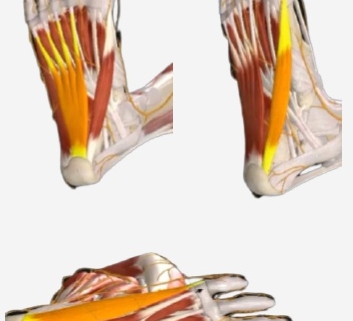 abd del hallux, el flexor corto de los dedos y el abd del quinto dedo