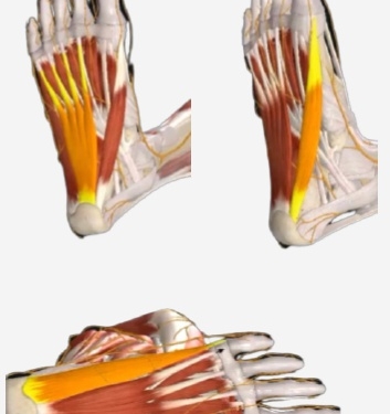abd del hallux, el flexor corto de los dedos y el abd del quinto dedo