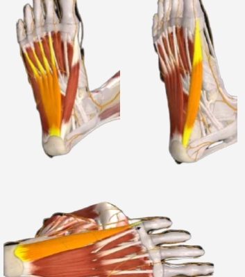 abd del hallux, el flexor corto de los dedos y el abd del quinto dedo