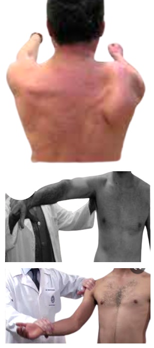 Palpacicones y pruebas de hombro Palpacicones y pruebas de hombro