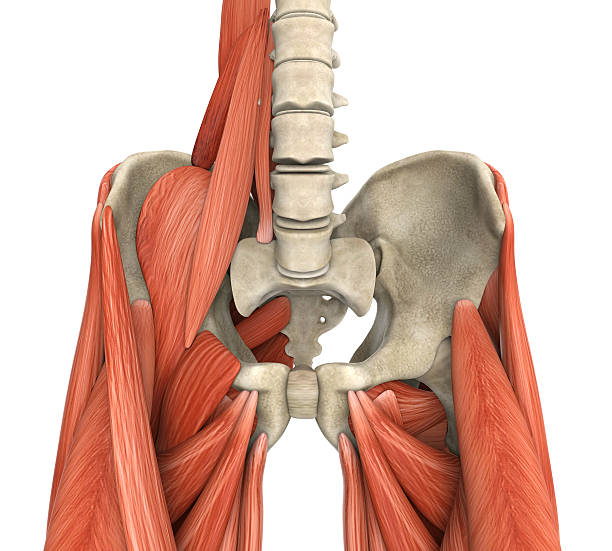 El psoas ilíaco es un vientre muscular responsable de la flexión de la cadera El psoas ilíaco es un vientre muscular responsable de la flexión de la cadera