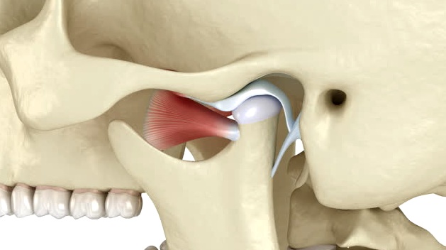 Articulación temporomandibular o ATM Articulación temporomandibular o ATM