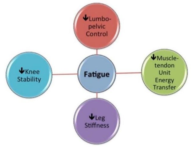 La rotura de isquios es una de las patologías más prevalentes en cuanto a roturas musculares del miembro inferior. Común en futbolistas Fatiga en la rotura de isquios