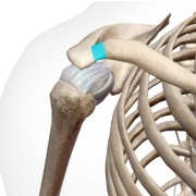 La articulación acromioclavicular tiene la función de realizar ajustes durante la báscula escapular para que el movimiento del hombro sea congruente