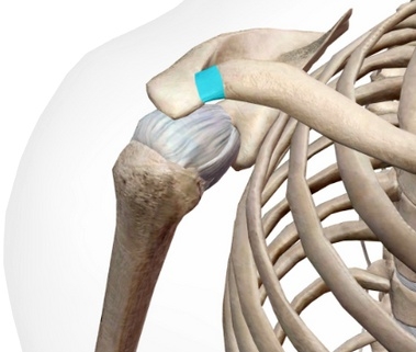 La articulación acromioclavicular tiene la función de realizar ajustes durante la báscula escapular para que el movimiento del hombro sea congruente