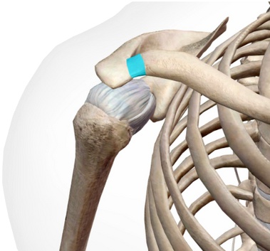 La articulación acromioclavicular es una articulación prácticamente plana cuya función principal es realizar ajustes durante la báscula escapular para que el movimiento de nuestro hombro sea congruente La articulación acromioclavicular es una articulación prácticamente plana cuya función principal es realizar ajustes durante la báscula escapular para que el movimiento de nuestro hombro sea congruente