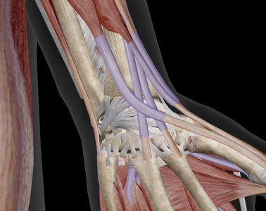 
Síndrome de intersección de la mano, qué es y cómo se manifiesta. Debes conocer la anatomía de la región dorsal y el diagnósitco diferencial con la Tenosinovitis de Quervain