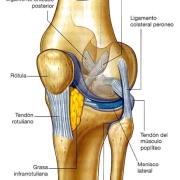 electrolisis_tratamiento_de_la_fibrosis_de_la_grasa_de_hoffa La fibrosis de la grasa de Hoffa es una condición que puede causar dolor y limitaciones significativas en la cara anterior de la rodilla.