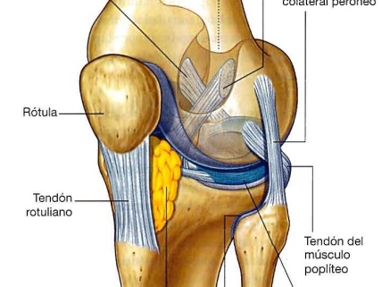 La fibrosis de la grasa de Hoffa es una condición que puede causar dolor y limitaciones significativas en la cara anterior de la rodilla.