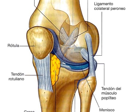 La fibrosis de la grasa de Hoffa es una condición que puede causar dolor y limitaciones significativas en la cara anterior de la rodilla.