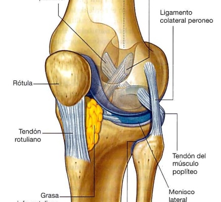 La fibrosis de la grasa de Hoffa es una condición que puede causar dolor y limitaciones significativas en la cara anterior de la rodilla.