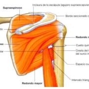 manguito-rotador El manguito rotador estabiliza el hombro, permite la rotación y eleva el brazo. Incluye cuatro músculos que trabajan juntos para mantener la articulación.