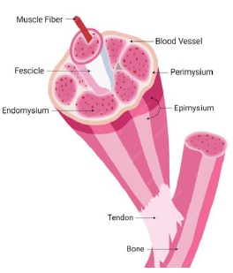 Zonas de rotura muscular, fibras del músculo Zonas de rotura muscular, fibras del músculo