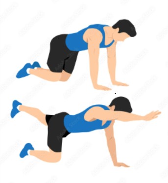 Ejercicio para tratamiento de las hernias lumbares Bird Dog