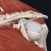 manguito-rotador-estructura-anatomica El dolor en el manguito rotador es una de las causas más frecuentes en fisioterapia. Conoce estrategias prácticas y ejercicios efectivos