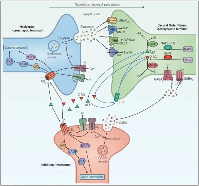 Dolor neuropático: fisiopatología y tratamiento fisioterapia. Fisiopatologia dolor neuropatico: canales ionicos Dolor neuropático: fisiopatología y tratamiento fisioterapia. Fisiopatologia dolor neuropatico: canales ionicos