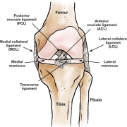 Anatomia-de-la-rodilla-meniscos