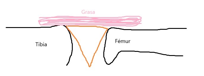 Anatomía del menisco lateral Anatomía del menisco lateral