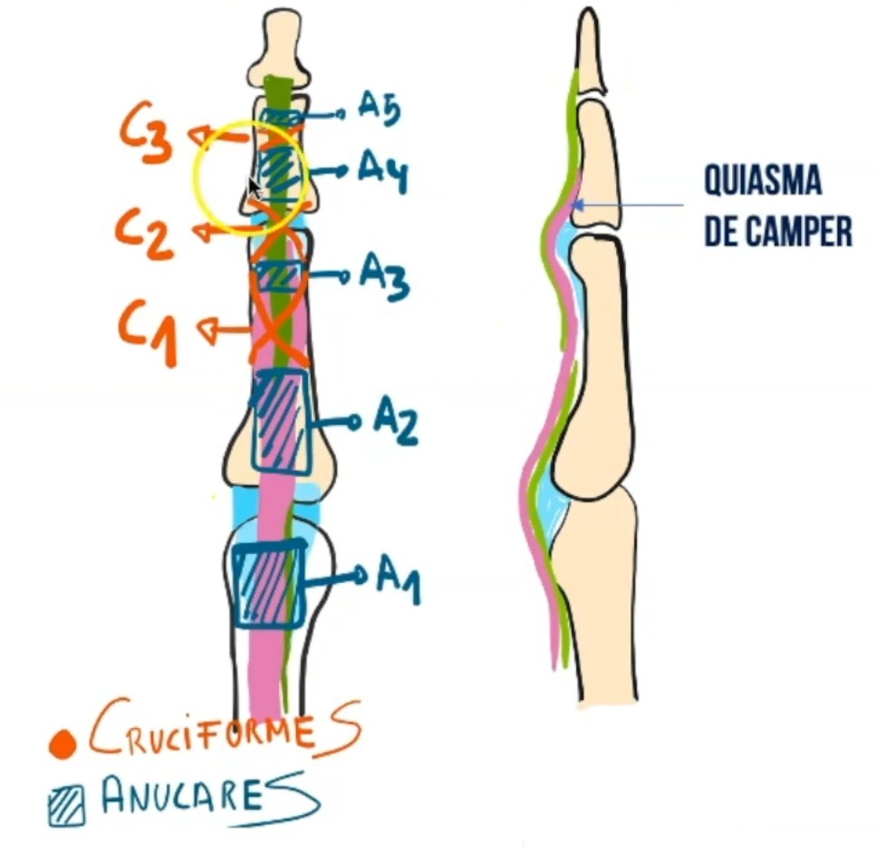 Ecografía en dedo en resorte o gatillo. Anatomía flexores superficial y profundos y poleas mano Ecografía en dedo en resorte o gatillo. Anatomía flexores superficial y profundos y poleas mano