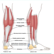 anatomia compartimento posterior superficial de la pierna