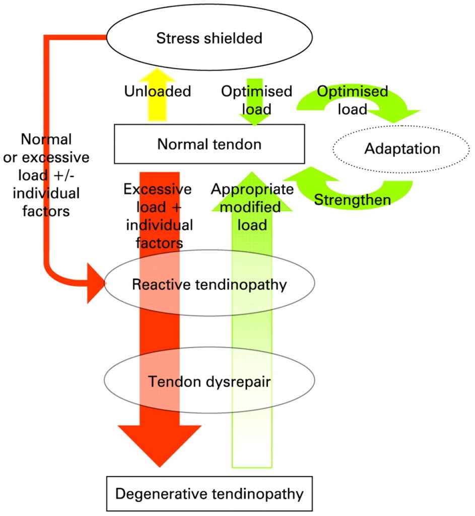 Electrólisis percutánea en tendón supraespinoso. Modelo continuum tendon