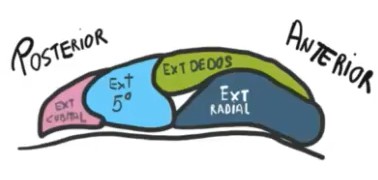 anatomía del tendón conjunto epicondíleo imagen anatómica del tendón conjunto epicondíleo